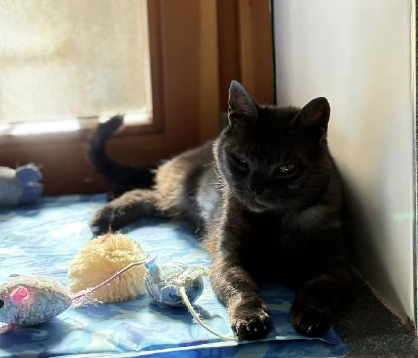 Zara, micia Fiv-Felv negativa! Foto 2